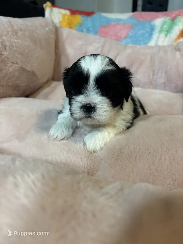 Ben  – Shih Tzu puppy for sale in Brock, TX