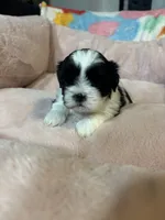 Ben , a male Shih Tzu for sale in Brock, TX – 1 of 4