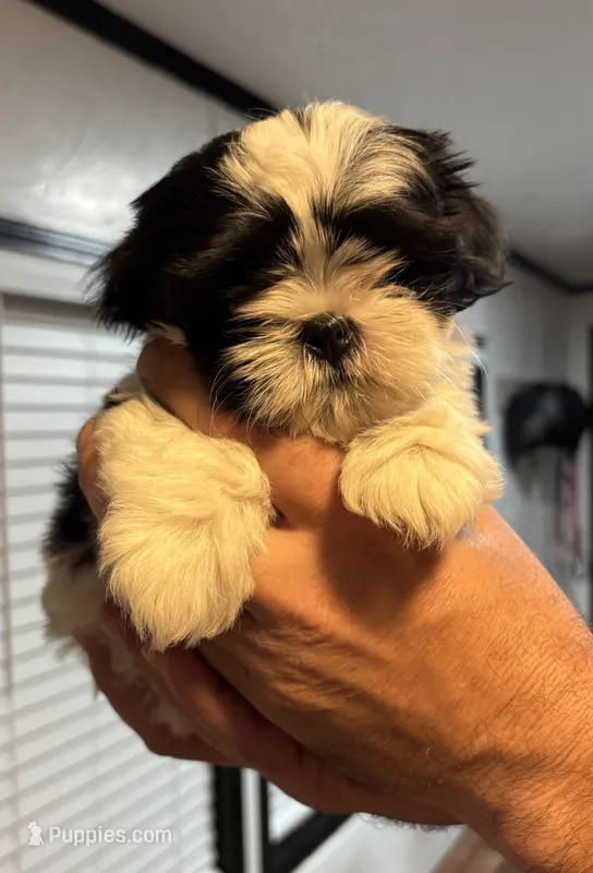 Ben  – Shih Tzu puppy for sale in Brock, TX