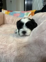 Ben , a male Shih Tzu for sale in Brock, TX – 3 of 4