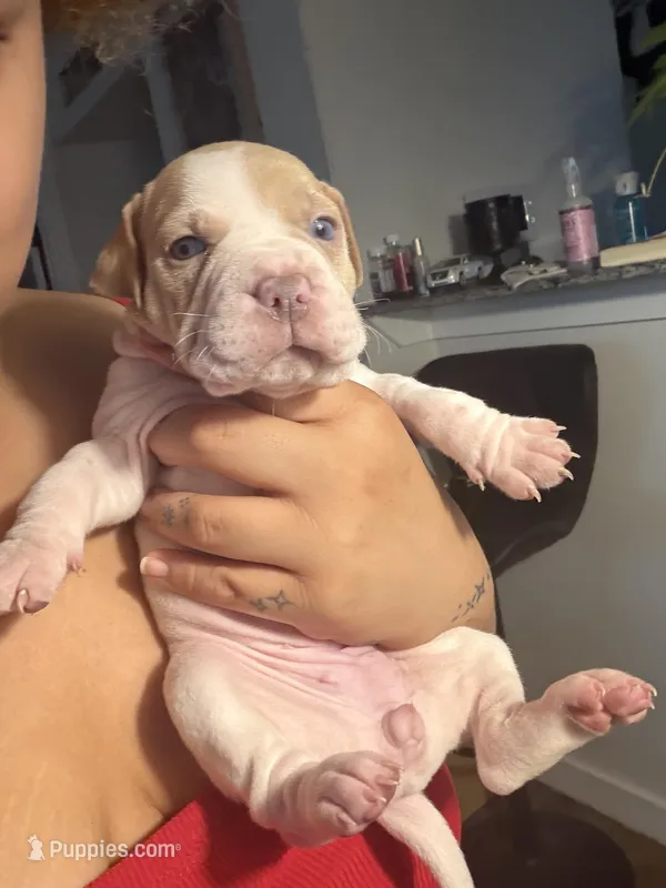 Pudgy wudgy  – Chinese Shar-Pei, American Pit Bull Terrier puppy for sale in Dallas, TX