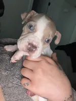 Pudgy wudgy , a female Chinese Shar-Pei and American Pit Bull Terrier for sale in Dallas, TX – Photo 2 of 2