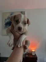 Sophia , a female Chinese Shar-Pei and American Pit Bull Terrier for sale in Dallas, TX – Photo 3 of 3