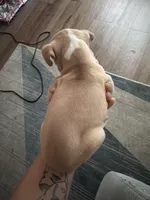 Sophia , a female Chinese Shar-Pei and American Pit Bull Terrier for sale in Dallas, TX – Photo 2 of 3