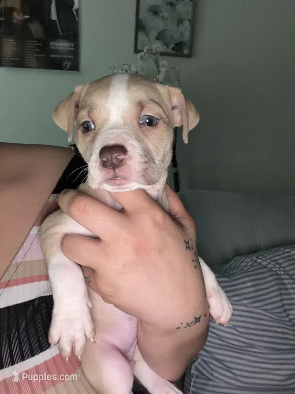 Sophia  – Chinese Shar-Pei, American Pit Bull Terrier puppy for sale in Dallas, TX