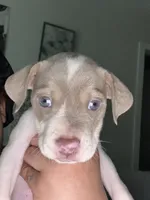 Bluey , a female Chinese Shar-Pei and American Pit Bull Terrier for sale in Dallas, TX – Photo 3 of 3