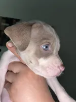 Bluey , a female Chinese Shar-Pei and American Pit Bull Terrier for sale in Dallas, TX – Photo 2 of 3