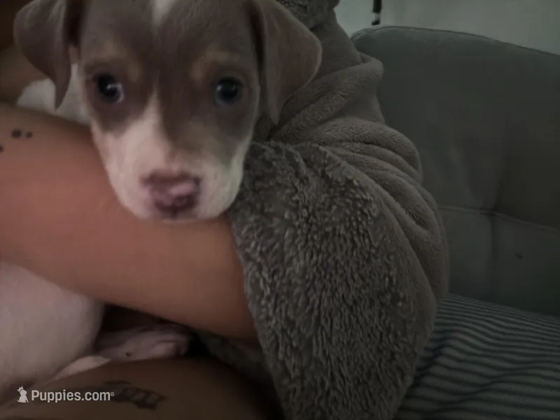 Bluey  – Chinese Shar-Pei, American Pit Bull Terrier puppy for sale in Dallas, TX