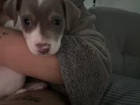 Bluey , a female Chinese Shar-Pei and American Pit Bull Terrier for sale in Dallas, TX – Photo 1 of 3