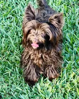 KB Chocolate Female, a female Yorkshire Terrier for sale in Shreveport, LA – 2 of 5
