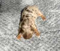Chocolate Merle Boy, a male Yorkshire Terrier for sale in Shreveport, LA – 5 of 8