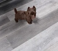Vermax: KB Chocolate Boy, a male Yorkshire Terrier for sale in Shreveport, LA – 1 of 3