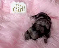 Merle Girl with Points, a female Yorkshire Terrier for sale in Shreveport, LA – 3 of 5