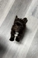 Arrax: Small KB Dark Chocolate Boy, a male Yorkshire Terrier for sale in Shreveport, LA – 3 of 10
