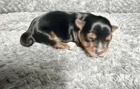 Traditional Boy , a male Yorkshire Terrier for sale in Shreveport, LA – 3 of 7