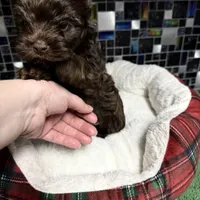Phoenyx: Chocolate Brindle kbr/kbr, a male Yorkshire Terrier for sale in Shreveport, LA – Photo 4 of 6