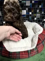 Phoenyx: Chocolate Brindle, a male Yorkshire Terrier for sale in Shreveport, LA – Photo 3 of 5