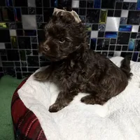 Phoenyx: Chocolate Brindle kbr/kbr, a male Yorkshire Terrier for sale in Shreveport, LA – Photo 3 of 6