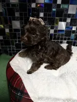 Phoenyx: Chocolate Brindle, a male Yorkshire Terrier for sale in Shreveport, LA – Photo 2 of 5