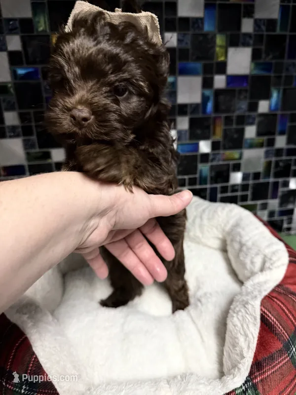 Phoenyx: Chocolate Brindle