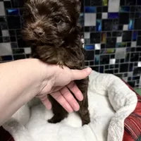 Phoenyx: Chocolate Brindle kbr/kbr, a male Yorkshire Terrier for sale in Shreveport, LA – Photo 2 of 6