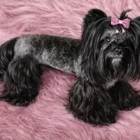 Phoenyx: Chocolate Brindle kbr/kbr, a male Yorkshire Terrier for sale in Shreveport, LA – Photo 5 of 6