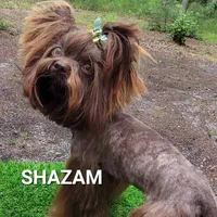 Phoenyx: Chocolate Brindle kbr/kbr, a male Yorkshire Terrier for sale in Shreveport, LA – Photo 6 of 6