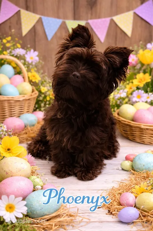 Phoenyx: Chocolate Brindle kbr/kbr – Yorkshire Terrier puppy for sale in Shreveport, LA