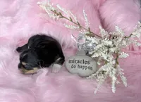 Traditional Girl  Import Parents , a female Yorkshire Terrier for sale in Shreveport, LA – 2 of 4