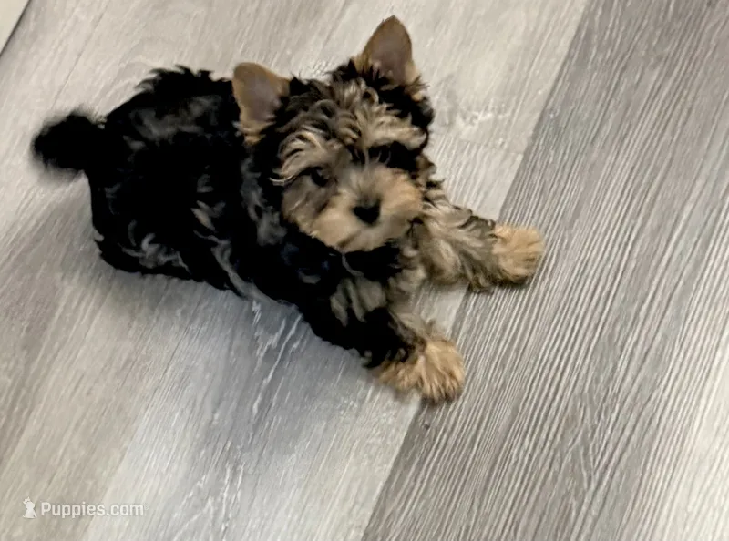 LUNA: Merle Girl – Yorkshire Terrier puppy for sale in Shreveport, LA