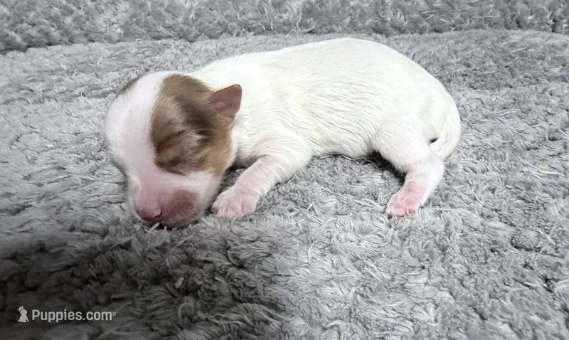 Extreme white Chocoberry girl – Yorkshire Terrier puppy for sale in Shreveport, LA