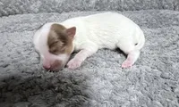 Extreme white Chocoberry girl, a female Yorkshire Terrier for sale in Shreveport, LA – 1 of 8