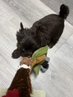 Arrax: Small KB Dark Chocolate Boy, a male Yorkshire Terrier for sale in Shreveport, LA – 6 of 10