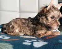 Chocolate Sable Yorkie Girl, a female Yorkshire Terrier for sale in Shreveport, LA – Photo 4 of 8