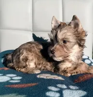 Chocolate Sable Yorkie Girl, a female Yorkshire Terrier for sale in Shreveport, LA – Photo 5 of 8