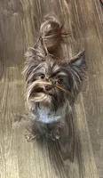 Chocolate Sable Yorkie Girl, a female Yorkshire Terrier for sale in Shreveport, LA – Photo 7 of 8