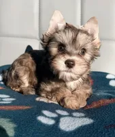 Chocolate Sable Yorkie Girl, a female Yorkshire Terrier for sale in Shreveport, LA – Photo 2 of 8