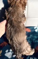 Chocolate Sable Yorkie Girl, a female Yorkshire Terrier for sale in Shreveport, LA – Photo 6 of 8