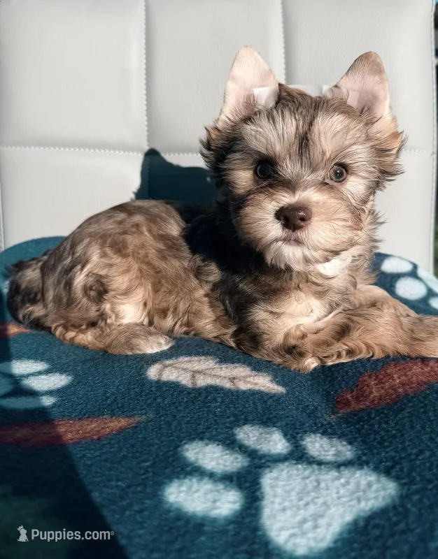 Chocolate Sable Yorkie Girl – Yorkshire Terrier puppy for sale in Shreveport, LA