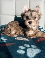 Chocolate Sable Yorkie Girl, a female Yorkshire Terrier for sale in Shreveport, LA – Photo 1 of 8