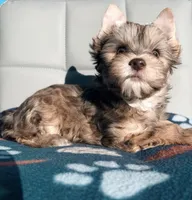 Chocolate Sable Yorkie Girl, a female Yorkshire Terrier for sale in Shreveport, LA – Photo 3 of 8