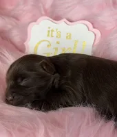 Chocolate Girl - possibly brindle, a female Yorkshire Terrier for sale in Shreveport, LA – 4 of 5