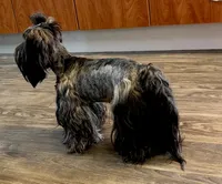 Traditional Girl  Import Parents Chocolate & Parti Carrier, a female Yorkshire Terrier for sale in Shreveport, LA – 7 of 7