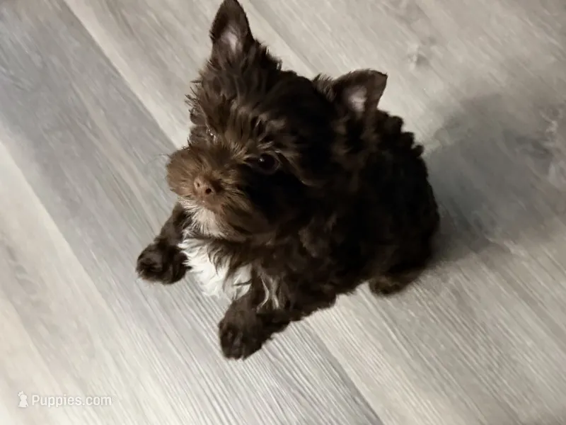 NOVA: KB Chocolate Girl  – Yorkshire Terrier puppy for sale in Shreveport, LA