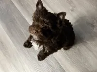 NOVA: KB Chocolate Girl , a female Yorkshire Terrier for sale in Shreveport, LA – 1 of 10