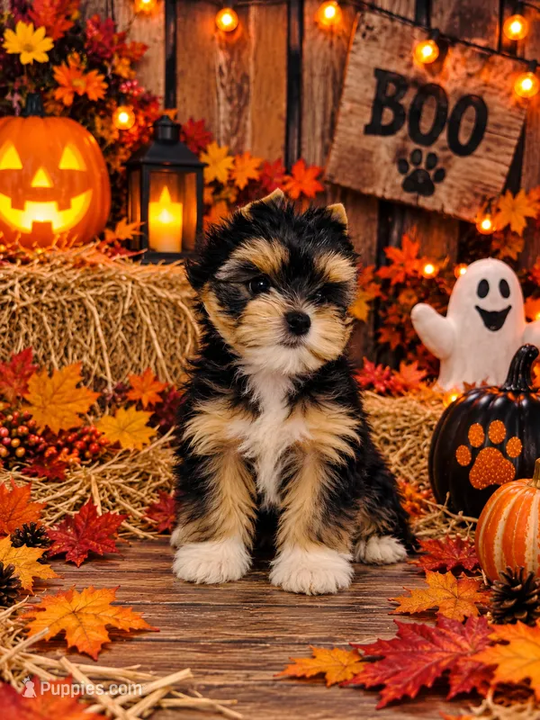Traditional Girl  Import Parents Chocolate & Parti Carrier – Yorkshire Terrier puppy for sale in Shreveport, LA