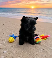 KB Black Boy, a male Yorkshire Terrier for sale in Shreveport, LA – 2 of 9