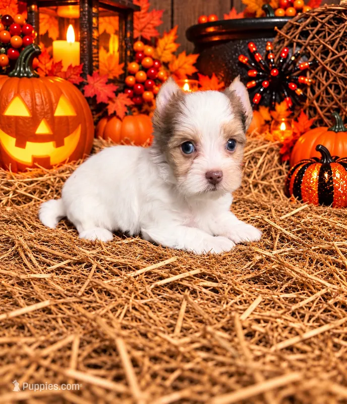 Extreme white Chocoberry girl - Blonde carrier – Yorkshire Terrier puppy for sale in Shreveport, LA
