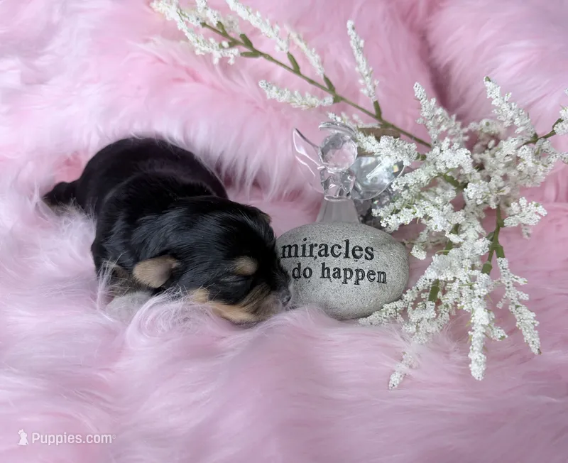 Traditional Girl  Import Parents  – Yorkshire Terrier puppy for sale in Shreveport, LA