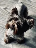 KB Chocolate Female, a female Yorkshire Terrier for sale in Shreveport, LA – 1 of 5